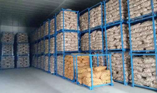  Cold Storage for Potato