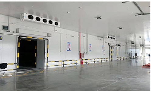 Optimizing Cold Chain Logistics with Modern Warehouse Design